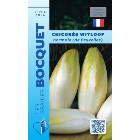 Chicorée Witloof normale - 6g (1/2)