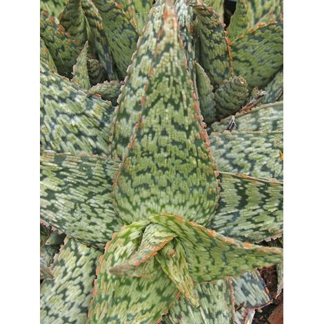 Aloe flocon de neige Pot de 2L/3L