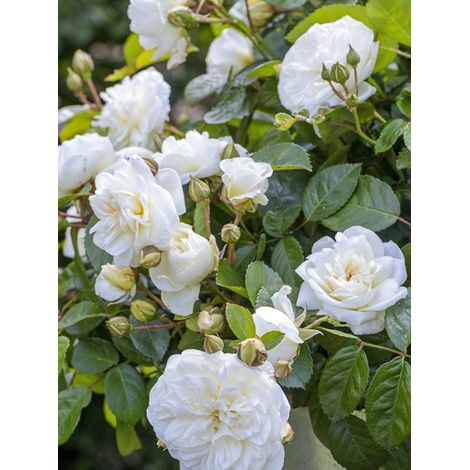 Rosier à fleurs groupées 'Marina Picasso' Pot de 4L/5L (1/2)
