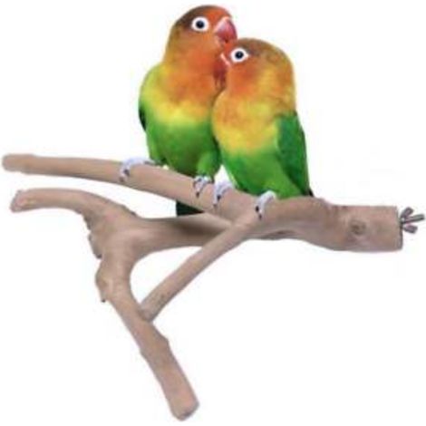JAVA S - Percha de rama hecha de madera de Java indestructible para cacatúas y otros loros pequeños (1/5)
