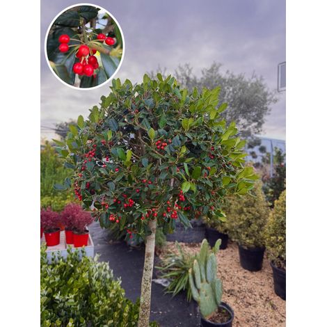 Ilex mutchagara ‘Nellie R. Stevens’ – Agrifoglio Ornamentale 150 cm