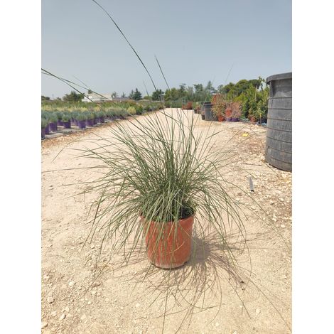 Muhlenbergia Capillaris Pot 24 cm Graminée Ornementale Vivace (1/4)