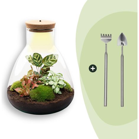 Terrarium Plante DIY avec Éclairage LED Sam Calathea Fittonia Écosystème Autonome Ø 24,5 x 30 cm - PANGIVO