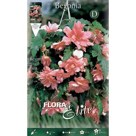 BEGONIA PENDULA ROSA (CONFEZIONE DA 3 BULBI)