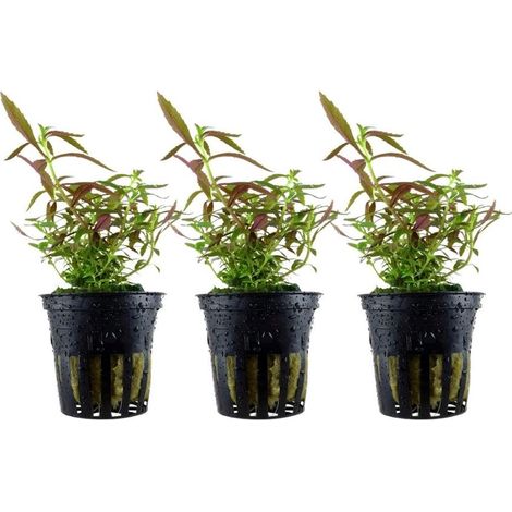 Aquarium Pflanze 3 Stück Limnophila hippuridoides Wasserpflanze Topf Nr.047C Set