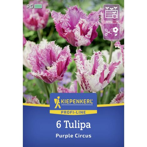 Kiepenkerl Herbstblumenzwiebel Profi-Line Purple Circus 6 Stück (1/2)
