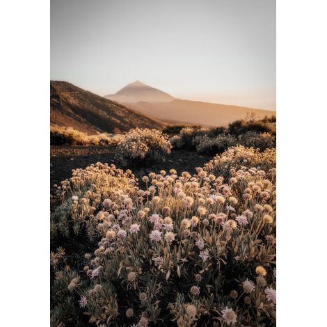 Tableau sur toile fleurs montagne 30x45 cm - Impression sur Toile Murale Décorative - Image imprimée en HD sur Toile - Toile sur Châssis en Bois FSC - Fabriqué en France