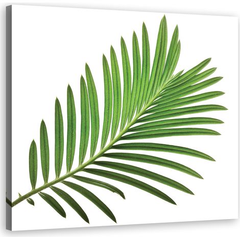 Tableau sur toile Feuille verte nature 40x40 (1/5)