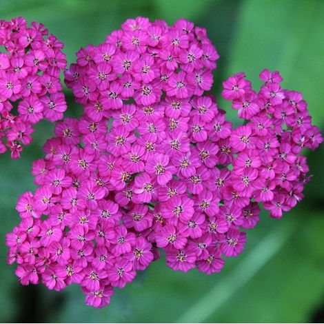 4 x Achillée  - Achillea hybrida 'Velour'  - godet 9x9 cm (1/5)