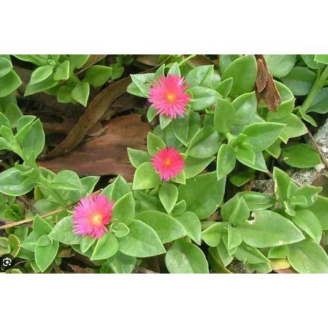 Vivaio Garden Forest – Aptenia cordifolia – Plante grimpante succulente – Fleur rose – Feuillage vert – Panier 16cm – Photos réelles