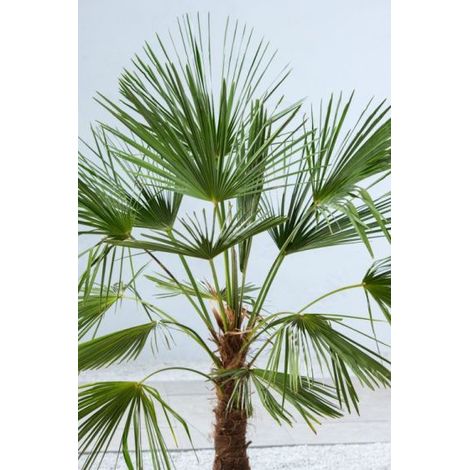 TRACHYCARPUS FORTUNEI VASO 24 TRONCO SINGOLO (1/3)