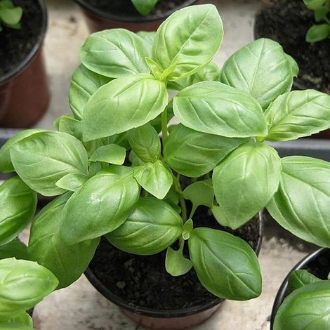 500 Pcs/Sac Graines Naturelles Thérapeutiques Vert Vivace Citron Basilic Graines Pour Serre Facile À Cultiver Graines Graines de basilic au citron (1/5)