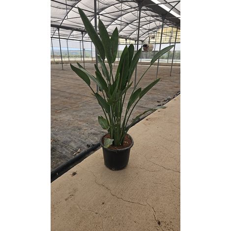 STRELITZIA REGINAE VASO 45 (1/2)