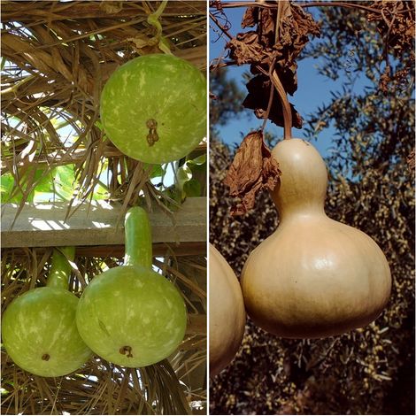 Semillas de Calabaza Nido de Pajaros. Botella. Lagenaria Siceraria. 10 Gramos