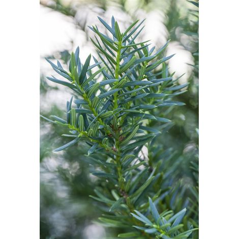 Japanische Eibe 'Lescow' Taxus cuspidata 'Lescow' 5L 30- 40