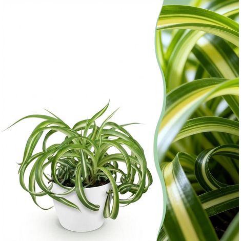Chlorophytum comosum Bonnie Plante d'intérieur Dépolluante avec Pot Blanc 12 cm Hauteur 20 cm - PANGIVO (1/5)