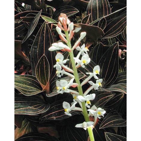 LUDISIA DISCOLOR ORCHIDEA GIOIELLO VASO 12CM (1/2)