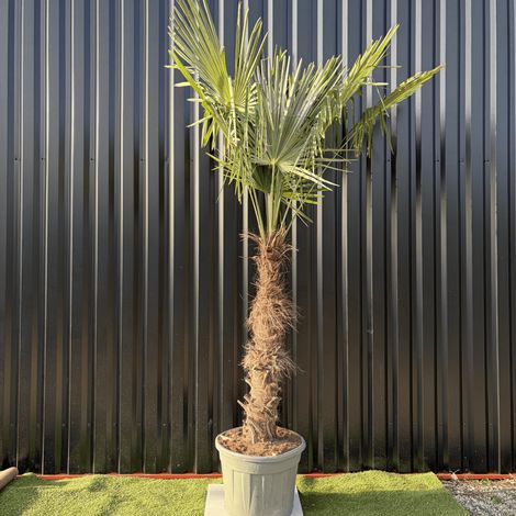 Palmier Trachycarpus Fortunei Tronc De 100/120 Cm, H.240 Cm Pot 70 Litres (1/3)