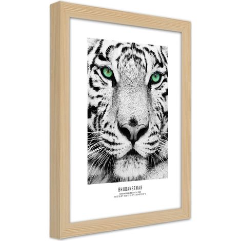 Quadro con cornice, Tigre bianca - 40x60 (1/5)