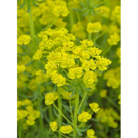 Euphorbe 'Betten' Godet de 8/9 cm