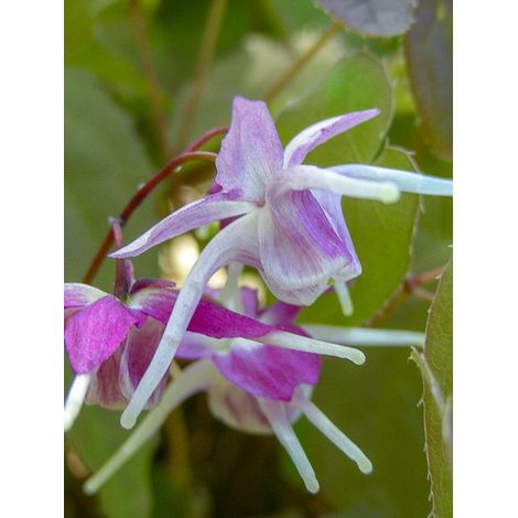 Fleur des elfes à grandes fleurs 'Purple Pixie' Godet de 8/9 cm (1/2)