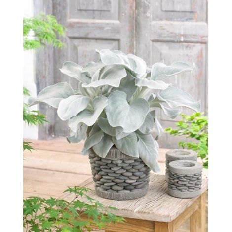 SENECIO ANGEL WINGS VASO 23CM