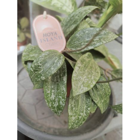Pianta 'Hoya latifolia Rangsan, vaso 12 foto reali (1/5)