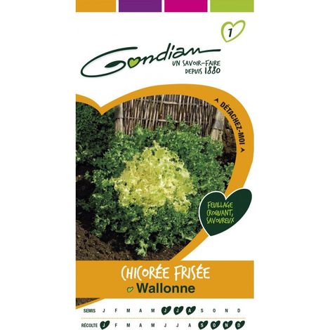 Gondian - Chocorée Frisée Wallonne (1/3)