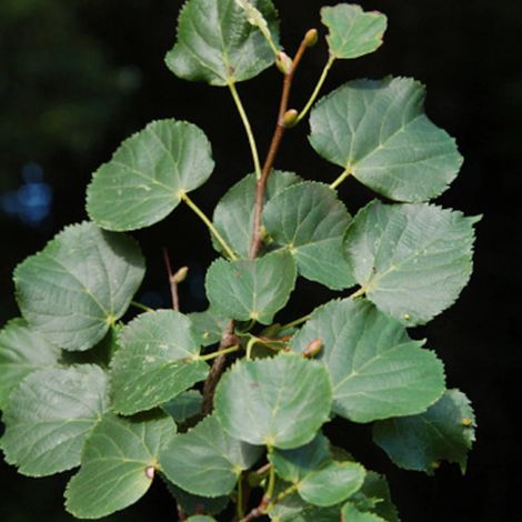 Tilleul argenté, Tilia/Pot de 7,5L - 80/100 cm (1/3)
