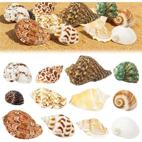 Coquillage Decoration Coquilles Saint Jacques Decoration Aquarium Faire Bijoux Bricolage Domicile Vase Remplissage Plage Thème Fête Mariage Travaux Manuels (1/5)