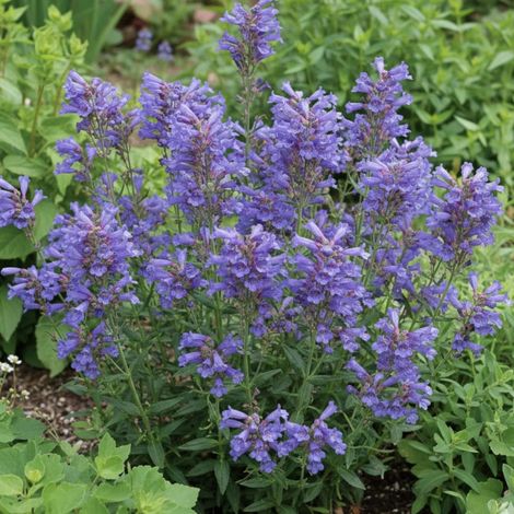Penstemon Züriblau/Lot de 9 godets