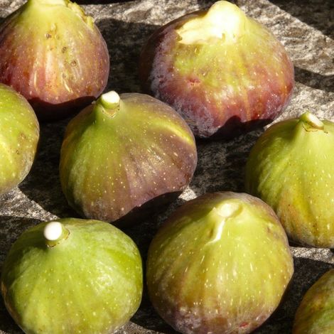 Figuier Goutte d'or, Ficus carica/Pot de 7,5L - 60/80 cm