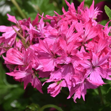 Geranium Summertwist varié/Pot de 1L