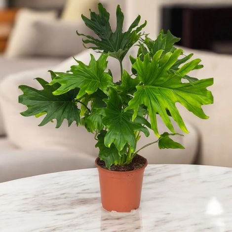 Gardenaria Philodendron 'Lickety Split' - Pianta da interno ornamentale - Altezza: 45 cm (vaso 19) (1/5)