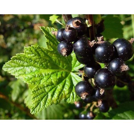 Pianta di Ribes rubrum nero vaso 18cm
