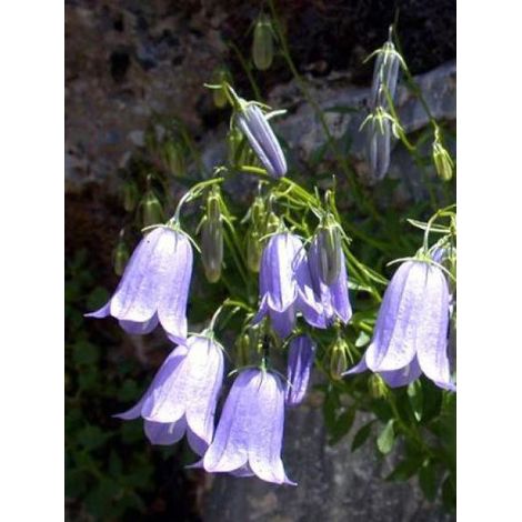 Campanule fluette Godet de 8/9 cm (1/4)