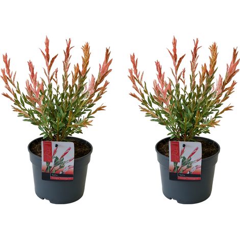Bloomique - Lot de 2 - Salix Integra Flamingo - Saule panaché - Plantes de jardin - Rustiques - 30-40 cm de haut - Pot 12 cm (1/5)