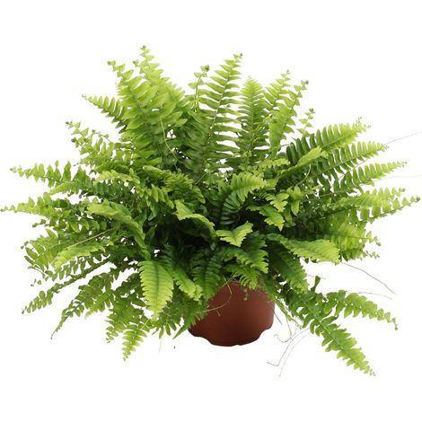 Nephrolepis Boston Green Fougère de Boston Plante d'Intérieur Décorative Ø12 cm Hauteur 20 cm - PANGIVO (1/5)
