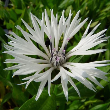 4 x Centaurée montana  - Centaurea montana 'Alba'  - godet 9x9