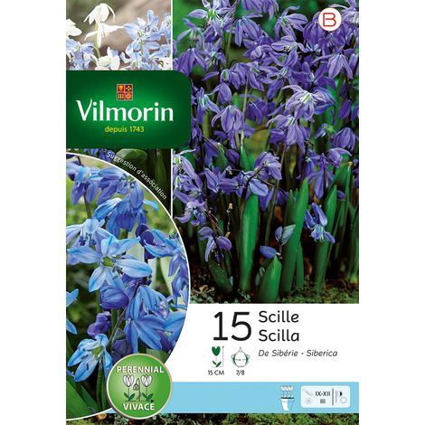 Vilmorin Scilla Sibérie (x15) (1/2)