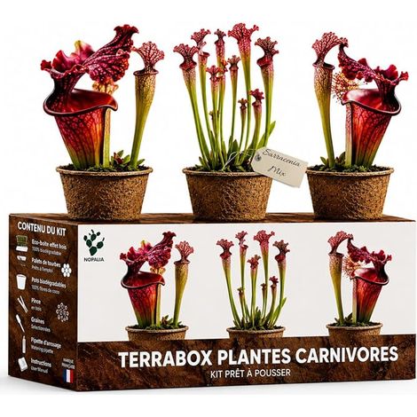 Sarracenia Plant Kit – Seeds 3 Pots – Indoor (1/5)