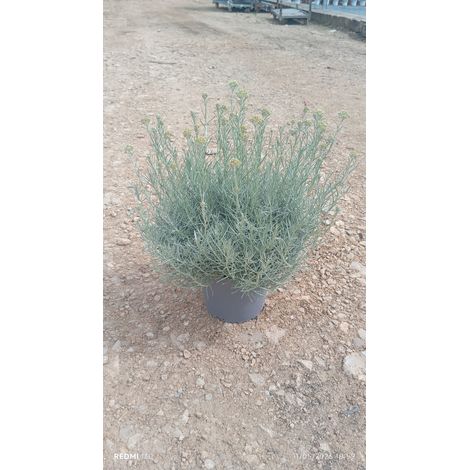 HELICHRYSUM ITALICUM CESP.18