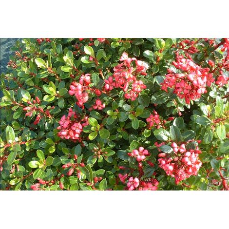 1 PIANTA ESCALLONIA 'RED DREAM' Sempreverdi e Rampicanti (1/2)
