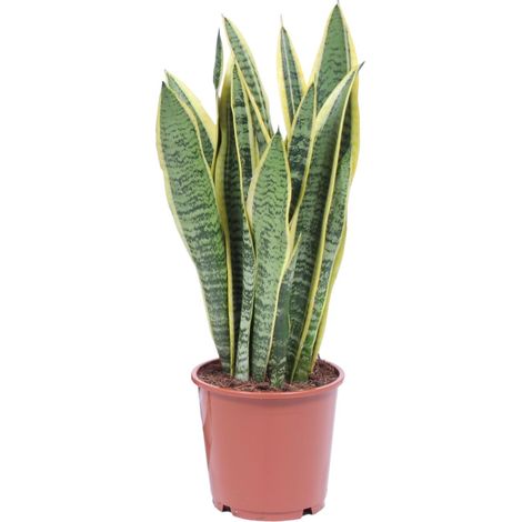 Sansevieria Trifasciata Laurentii Plante d'Intérieur Langue de Belle-Mère Ø14cm H40-50cm - PANGIVO (1/4)