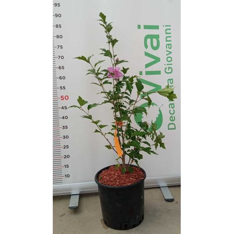 PIANTA DI HIBISCUS SYRIACUS IN VASO 20 CM VARIETA' MIX (FOTO REALE)-ARDENS - VIOLA DOPPIO