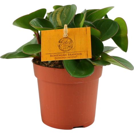Peperomia Obtipan - Plante Verte d'Intérieur Facile d'Entretien - Pot Ø11cm - 15cm - PANGIVO (1/4)