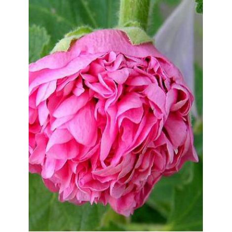 Rose trémière double 'Chater's Pink' Godet de 7/8 cm