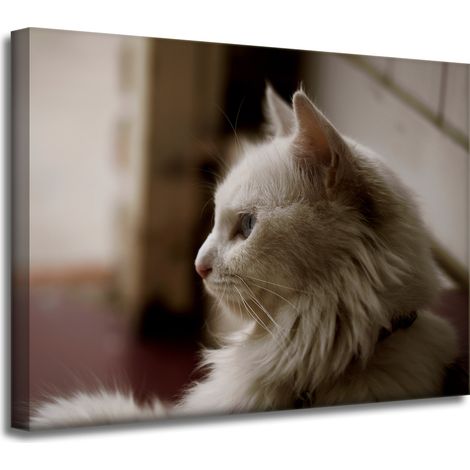 Impression sur toile Animaux Chat blanc 40x30 cm