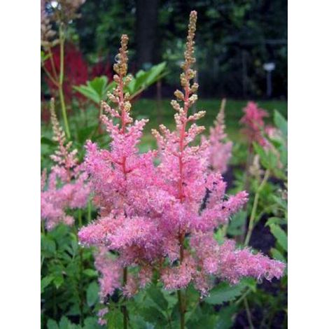 Astilbe d'Arends 'Cattleya' Godet de 8/9 cm (1/4)