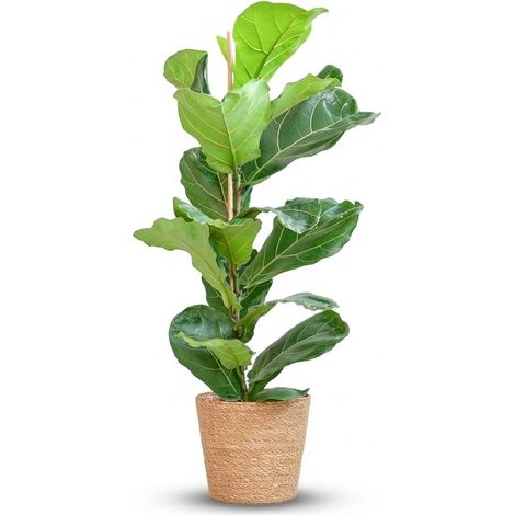 Ficus Lyrata Plante Verte d'Intérieur avec Panier en Jonc de Mer Naturel - 80 cm - Ø21 cm - PANGIVO (1/4)